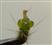  Pistil with 4-lobed ovary and gynobasic style
